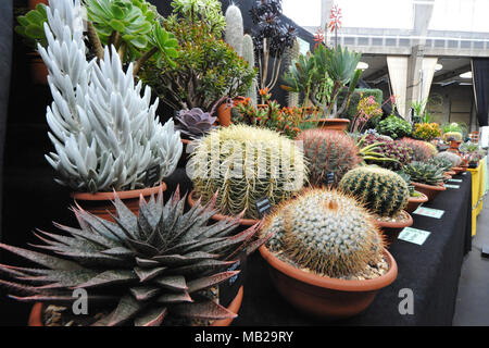 London, Großbritannien. 6 Apr, 2018. Kakteen und sukkulenten Pflanzen auf Anzeige an der RHS Orchid Show & Anlage Fair, Royal Horticultural Halls, London, Vereinigtes Königreich. Der Fall stellt Frühling Pflanzen sowie eine Fülle von exotischen Orchideen und Pflanzen aus der ganzen Welt. Es ist auch eine Gelegenheit, sich auf der Messe eine exklusive Vorschau der RHS Chelsea Flower Show, die am 22. Mai öffnet zu sehen. Quelle: Michael Preston/Alamy leben Nachrichten Stockfoto