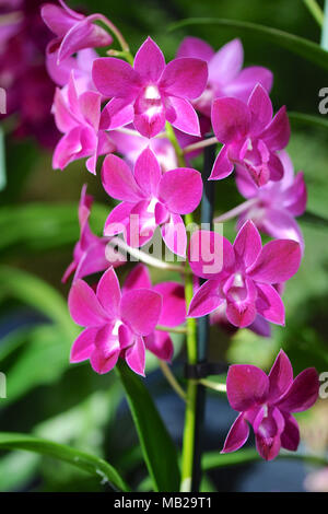 London, Großbritannien. 6 Apr, 2018. Dendrobium SA-Nook, Lila Glück, einer der Orchideen auf Anzeige an der RHS Orchid Show & Anlage Fair, Royal Horticultural Halls, London, Vereinigtes Königreich. Der Fall stellt Frühling Pflanzen sowie eine Fülle von exotischen Orchideen und Pflanzen aus der ganzen Welt. Es ist auch eine Gelegenheit, sich auf der Messe eine exklusive Vorschau der RHS Chelsea Flower Show, die am 22. Mai öffnet zu sehen. Quelle: Michael Preston/Alamy leben Nachrichten Stockfoto