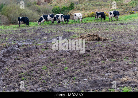 Ballydehob, Irland. 6 Apr, 2018. Eine Herde von Milchkühen Versuch zu essen, was wenig Gras in einem Feld von Schlamm gibt es Links, aufgrund der laufenden futtermittelkrise in Irland. Das schlechte Wetter hat kein Gras Wachstum mit Futter aus dem Vereinigten Königreich importiert werden Verzweifelte Bauern zu helfen. Credit: Andy Gibson/Alamy Leben Nachrichten. Stockfoto