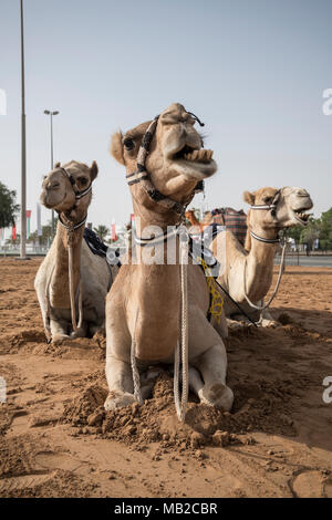 Dubai, Vereinigte Arabische Emirate, 6. April 2018. Kamele im Al Marmoom Camel Race Festival. Sibag/Alamy leben Nachrichten Stockfoto