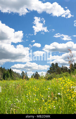 Schönen ländlichen Sommer Landschaft mit blühenden Blumen auf der Wiese und mit blauem Himmel, weißen Wolken. Frühling Landschaft mit blühenden Wiese, sceni Stockfoto