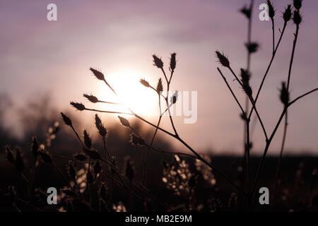 Silhouetten von einem Gras stacheligen Pflanzen gegen eine aufgehende Sonne im Nebel. Bäume ohne Blätter Stockfoto