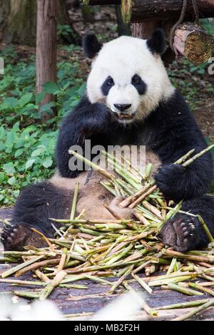 Panda essen Bambus Gras Stockfoto