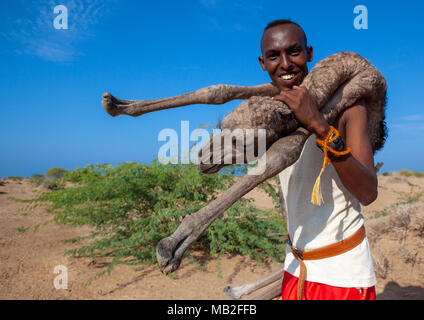 Ein somalischer Mann hält ein Neugeborenes Baby Camel auf seinem Rücken, Region Awdal Lughaya, Somaliland Stockfoto