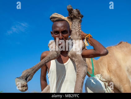 Ein somalischer Mann hält ein Neugeborenes Baby Camel auf seinem Rücken, Region Awdal Lughaya, Somaliland Stockfoto