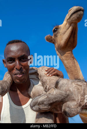 Ein somalischer Mann hält ein Neugeborenes Baby Camel auf seinem Rücken, Region Awdal Lughaya, Somaliland Stockfoto