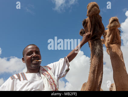 Camel Trading in der Vieh-, Woqooyi Galbeed region, Hargeisa, Somaliland Stockfoto