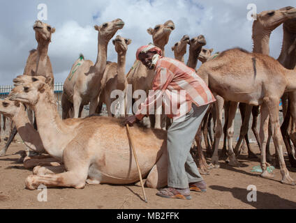 Camel Trading in der Vieh-, Woqooyi Galbeed region, Hargeisa, Somaliland Stockfoto