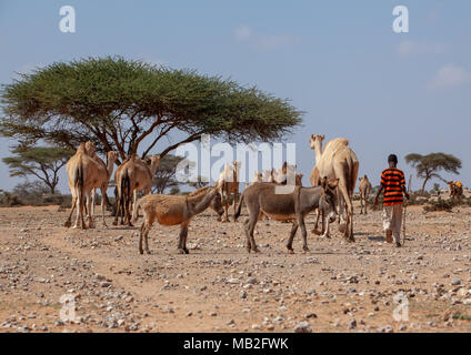 Junge somalische Junge mit seinem Kamele und Esel in der Wüste, Dhagaxbuur region, Degehabur, Somaliland Stockfoto