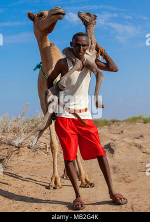 Ein somalischer Mann hält ein Neugeborenes Baby Camel auf seinem Rücken, Region Awdal Lughaya, Somaliland Stockfoto