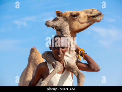 Ein somalischer Mann hält ein Neugeborenes Baby Camel auf seinem Rücken, Region Awdal Lughaya, Somaliland Stockfoto