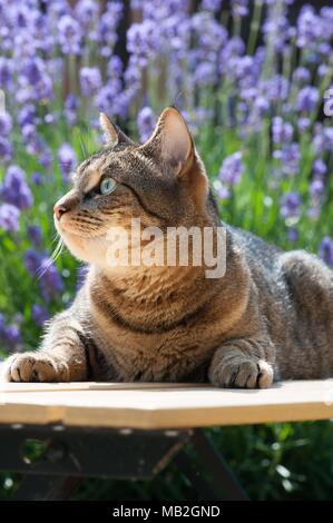 In der Nähe von einem schönen Katze im Garten an einem sonnigen Sommer umgeben von Lavendel. Bengalen streifen. Stockfoto