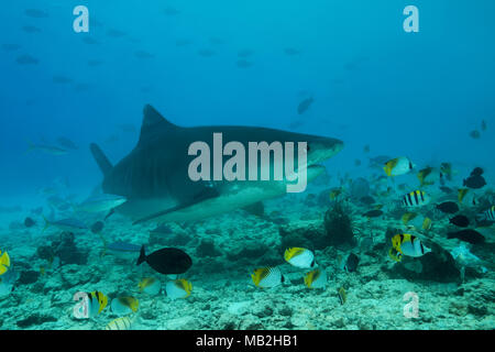 Tigerhai (Galeocerdo cuvier) Schwimmen über Coral Reef, Tiger Zoo Tauchplatz, fuvahmulah Insel, Indischer Ozean, Malediven Stockfoto