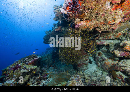 Schule der Glas Fisch oder Pigmy Sweeper (Parapriacanthus ransonneti) unter Coral Reef Stockfoto