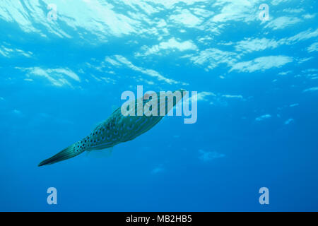 Scrawled Filefish (Aluterus skriptingunterbrechung) schwimmt unter der Oberfläche des blauen Wassers Stockfoto