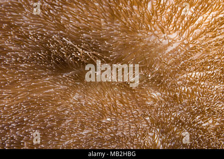 Textur der gigantischen Seeanemone oder riesigen Teppich Anemone (Stichodactyla gigantea) Stockfoto