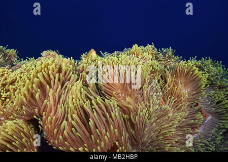 Grosse schöne Anemone - Wunderschöne Seeanemone (Heteractis magnifica) Stockfoto