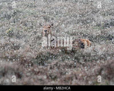 Rothirsch Cervus elaphus in Blizzard Hinds auf Heide bei Minsmere RSPB Reservat Februar Stockfoto