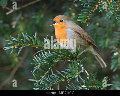 Robin Erithacus rubecula in Song in Eibe in Kirchhof in Suffolk Februar Stockfoto