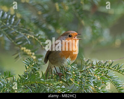 Robin Erithacus rubecula in Song in Eibe in Kirchhof in Suffolk Februar Stockfoto