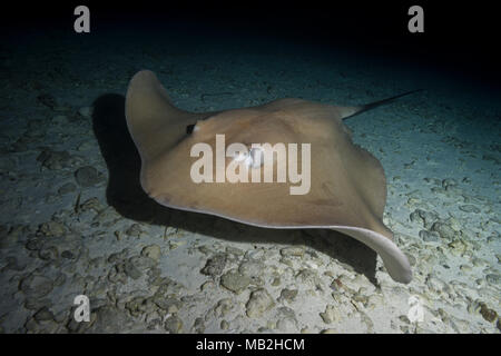 Rosa Himantura whipray (FAI) schwimmt über Sandgrund in der Nacht Stockfoto