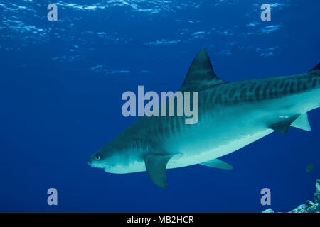 Tigerhai (Galeocerdo cuvier) schwimmt auf dem Wasser Stockfoto