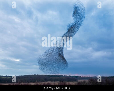 40.000 murmurating Stare kommen in Roost an Minsmere RSPB Reservat Suffolk Februar Stockfoto