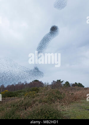 40.000 murmurating Stare kommen in Roost an Minsmere RSPB Reservat Suffolk Februar Stockfoto