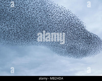 40.000 murmurating Stare kommen in Roost an Minsmere RSPB Reservat Suffolk Februar Stockfoto