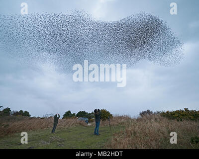 40.000 murmurating Stare kommen in Roost an Minsmere RSPB Reservat Suffolk Februar Stockfoto