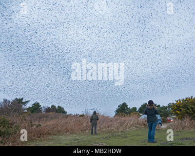 40.000 murmurating Stare kommen in Roost an Minsmere RSPB Reservat Suffolk Februar Stockfoto