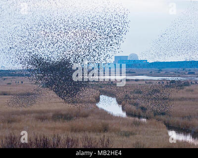 40.000 murmurating Stare kommen in Roost an Minsmere RSPB Reservat Suffolk Februar Stockfoto