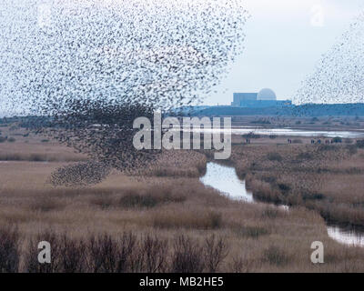 40.000 murmurating Stare kommen in Roost an Minsmere RSPB Reservat Suffolk Februar Stockfoto