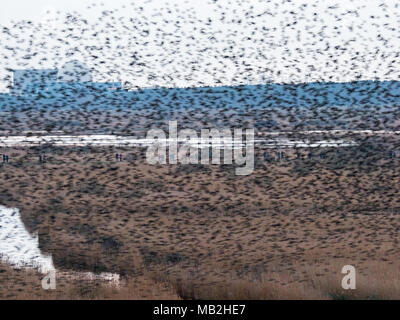 40.000 murmurating Stare kommen in Roost an Minsmere RSPB Reservat Suffolk Februar Stockfoto