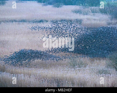 40.000 murmurating Stare kommen in Roost an Minsmere RSPB Reservat Suffolk Februar Stockfoto