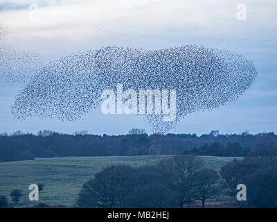 40.000 murmurating Stare kommen in Roost an Minsmere RSPB Reservat Suffolk Februar Stockfoto