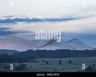 40.000 murmurating Stare kommen in Roost an Minsmere RSPB Reservat Suffolk Februar Stockfoto