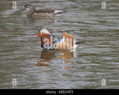 Mandarinente Aix galericulata Männlichen und Weiblichen im Hintergrund Fakenham Norfolk Februar Stockfoto