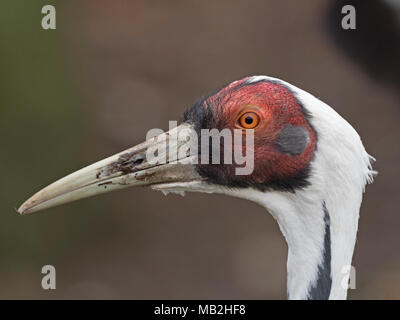 Weiß-naped Crane Grus vipio adulten Kopf portyrait Captive Stockfoto