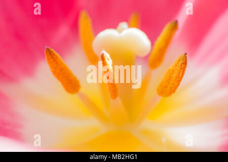 Weiche Makroaufnahme innerhalb des rosa Blume Tulpe. Stockfoto