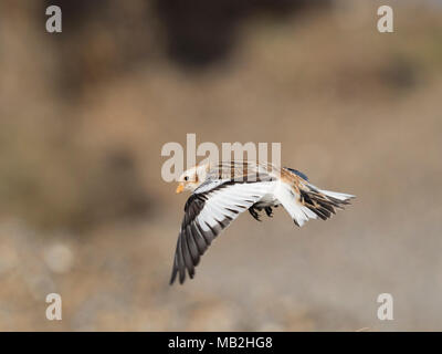 Schneeammer Plectrophenax nivalis, Winter plumaged männlichen Salthouse North Norfolk winter Stockfoto