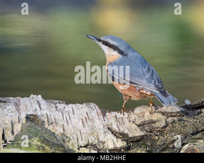 Eurasischen Kleiber Sitta europaea North Norfolk Stockfoto