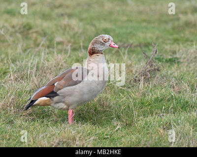 Nilgans Alopochen aegyptiaca Erwachsener (grau-hat hellen Kopf und schwächeren Maske auf dem Gesicht) Salthouse Norfolk Stockfoto