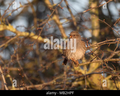 Phasianus colchicus Dunnock im Song North Norfolk Februar Stockfoto