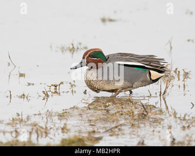 Teal Anas crecca männlichen North Norfolk Februar Stockfoto