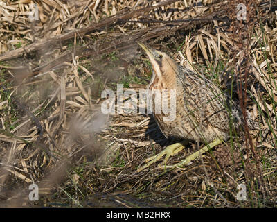 Eurasischen Rohrdommel Botaurus stellaris Glaven Valley North Norfolk Februar Stockfoto