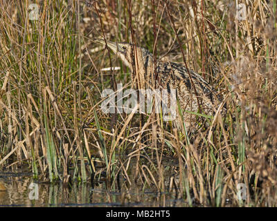 Eurasischen Rohrdommel Botaurus stellaris Glaven Valley North Norfolk Februar Stockfoto