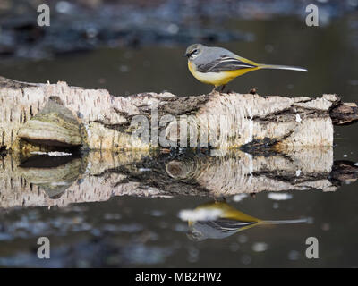 Gebirgsstelze Motacilla cinerea winter Männchen auf dem Rand des Waldes pool North Norfolk Februar Stockfoto