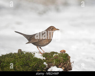 Amsel Turdus merula Weiblichen im Garten im Schnee Norfolk Februar Stockfoto