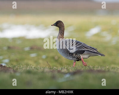 Pink-footed Goose Anser brachyrhynchus Holkham Sümpfe North Norfolk winter Stockfoto